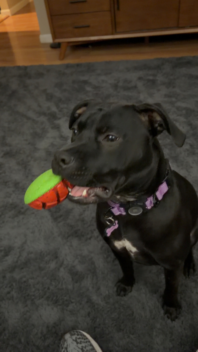 Manny, the rescue dog behind Manny's Money